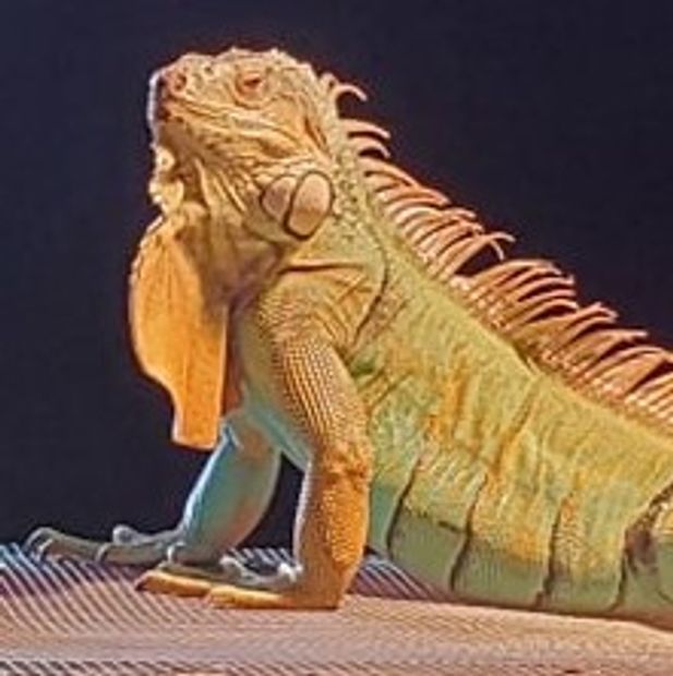 Reptile Rescue of Wisconsin, Inc